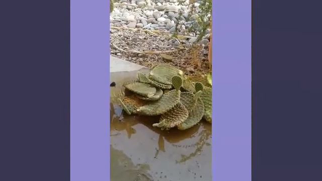 Opuntia/Bunny Ear Cactus nag propagate mag isa / Viany Shy смотреть онлайн