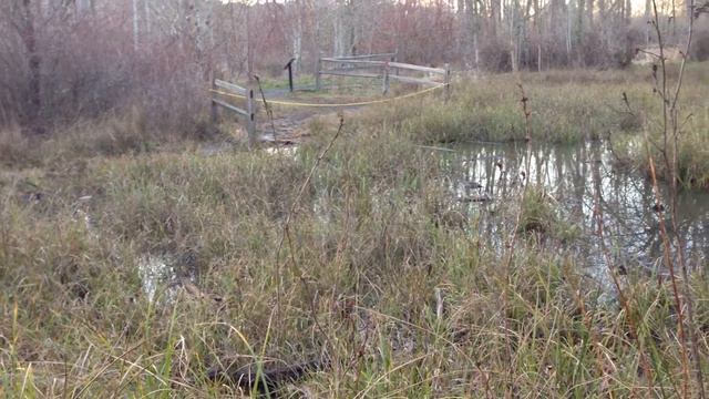 Frog Pond - Oaks Bottom Wildlife Refuge (Portland, OR) смотреть онлайн