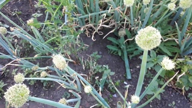 Гнездо в стрелке лука. смотреть онлайн