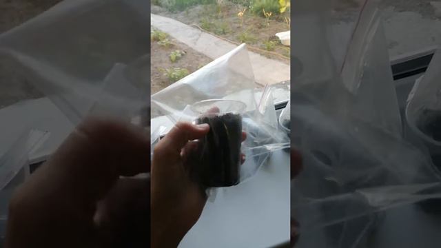 Уй жағдайында лимон өсіру.. Выращ. Лимонное дерево из косточки смотреть онлайн