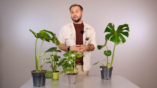 Монстера: секреты от Ильи Гомыранова смотреть онлайн