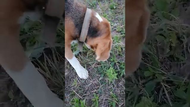 кот принес собаке мышь смотреть онлайн