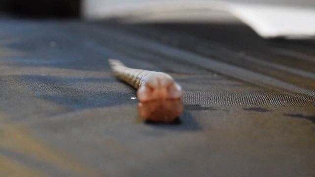 Сцинковый геккон Teratoscincus scincus отбросил хвост смотреть онлайн