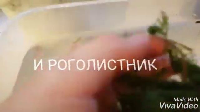 РАЗВЕДЕНИЕ ТЕРНЕЦИЙ. смотреть онлайн