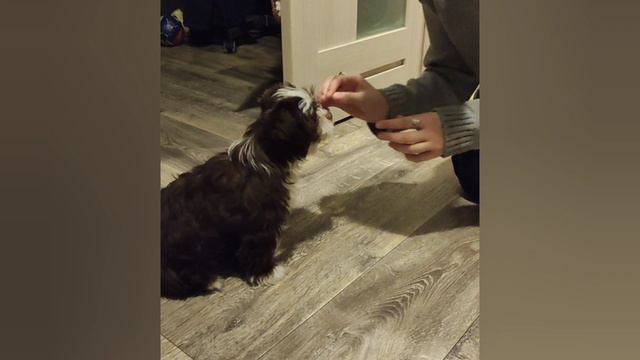 дрессируем щенка .mp4