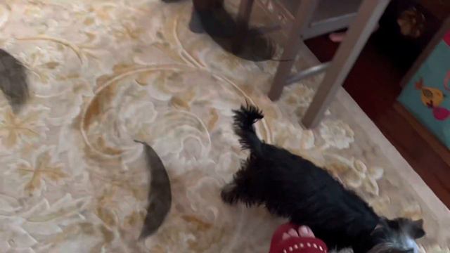 Питомцы vs пришелец ￼ у нас в доме происходит странные вещи ￼😱🐶💕🫶 смотреть онлайн