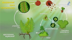 Папоротники хвощи и плауны. Высшие споровые растения