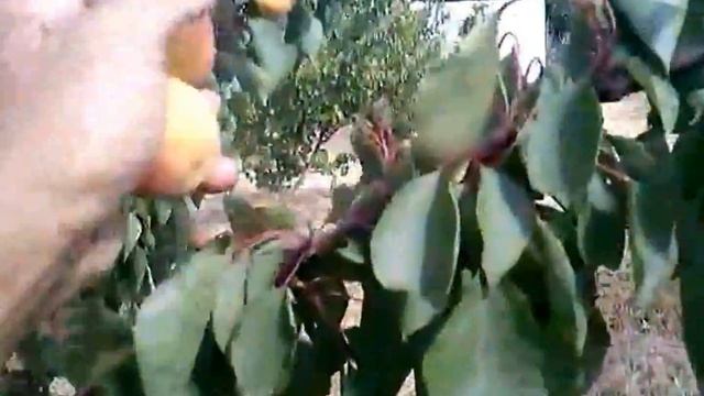 Абрикос. Сорт NGA - 19. 06.07.17