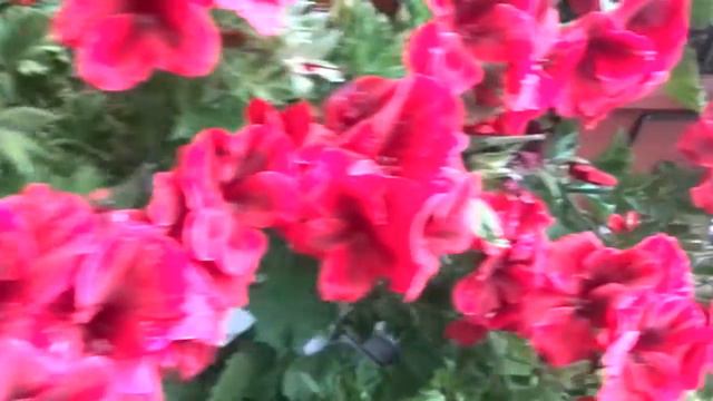 Primavera y flores смотреть онлайн