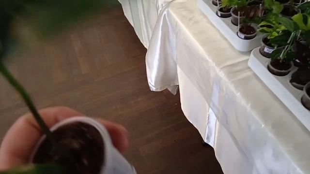 Выставка цветов. Цитрусы,ароидные и другие интересные растения. смотреть онлайн