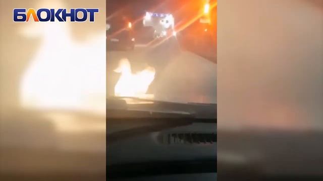 «Преступная группировка»: стая собак не давала проехать волгодонцам смотреть онлайн