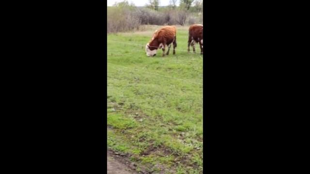Электропастух (для коров , быков) смотреть онлайн