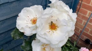 Rose Margaret Merril #gardening #rose #britishsummer #roses #englishroses #garden #flowers