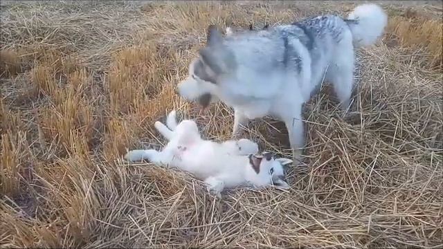 Хаски , мама и малыши