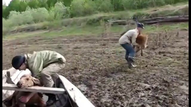 Спасение лосят смотреть онлайн