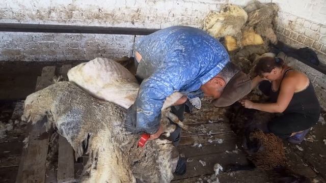 Стрижка овец ножницами, или как постричь овцу смотреть онлайн