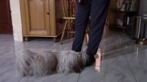 Как отучить щенка кусаться? (бегает за ногами, кусает руки) | Воспитание ши тцу