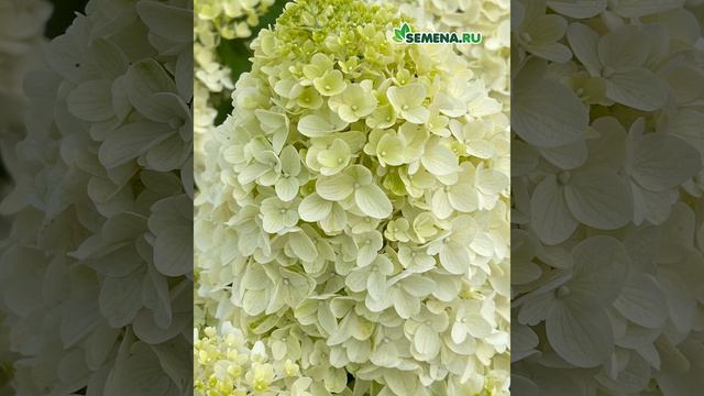 гортензии Сильвер доллар 4х5 смотреть онлайн