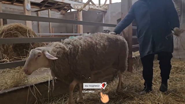 Молочные овцы Остфризской породы! Племенные Восточно-фризские овцы! Овцеводство в России! смотреть онлайн