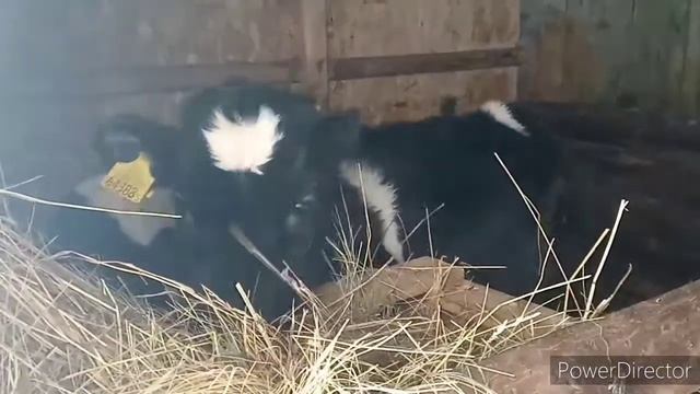 Отличается ли бык домашний от колхозного? смотреть онлайн