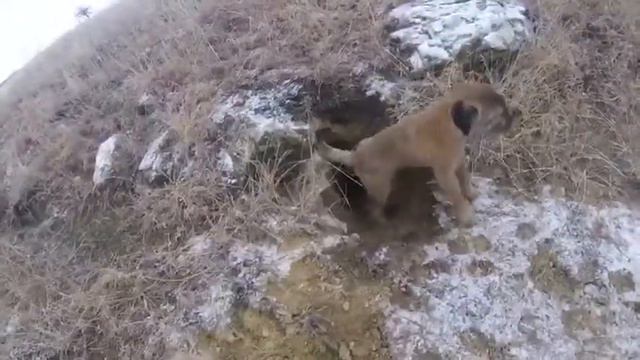 Охота на лису, проверка нор с бордертерьером. смотреть онлайн