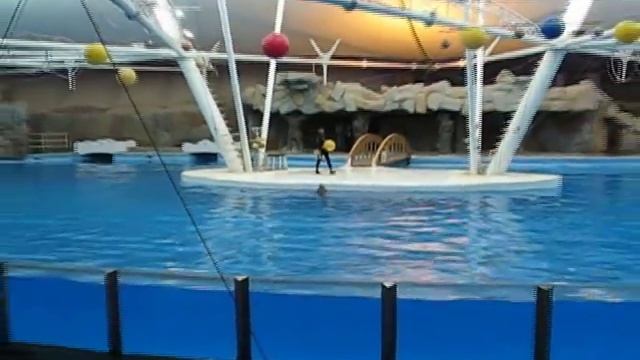 Iran - Kish Island - Dolphin park смотреть онлайн