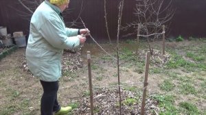 Обрезка и формирование кроны черешни. Подмосковье. Первый и второй год