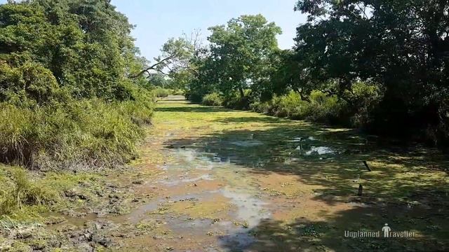 Kaziranga National Park Assam Kaziranga Jeep Safari Kaziranga Wildlife смотреть онлайн
