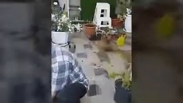 Gif. Смешные животные. Часть 7 смотреть онлайн