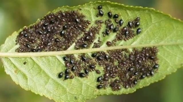 Как избавиться от тли, как избавиться от тли народными средствами смотреть онлайн