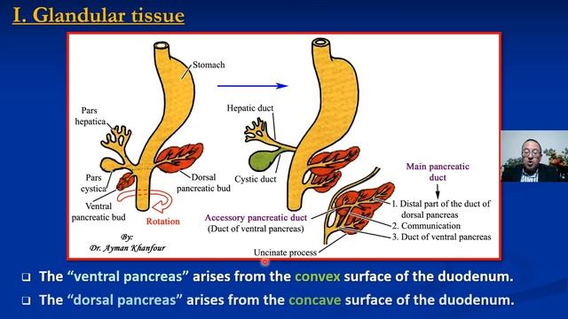 22. Development of digestive system (Part II) смотреть онлайн