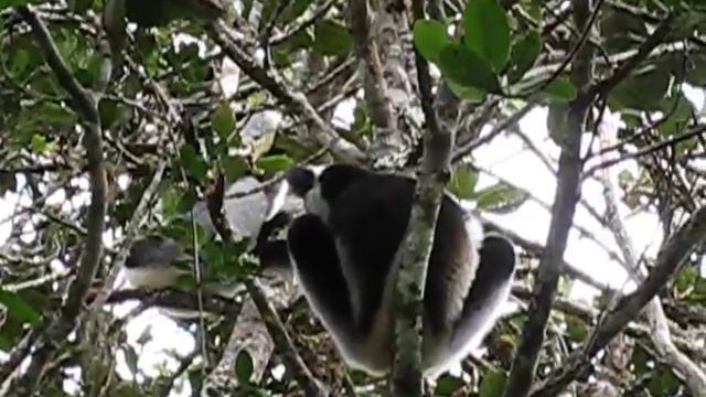 Indri Call смотреть онлайн