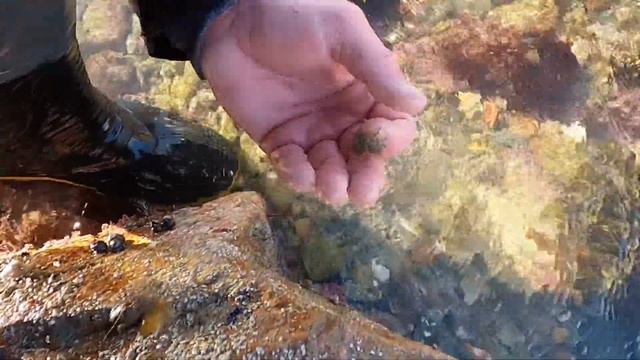 Foraging Big Abalone in Big Tide pools - Catch Clean Cook , Abalone burgers смотреть онлайн