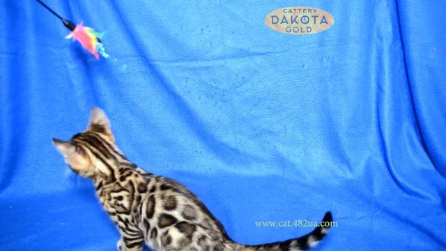 Dakota Gold, официальный питомник бенгальской кошки, бенгальский котенок, на синем фоне 4 смотреть онлайн
