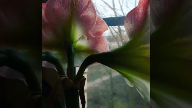 Амариллис розовый в цвету смотреть онлайн