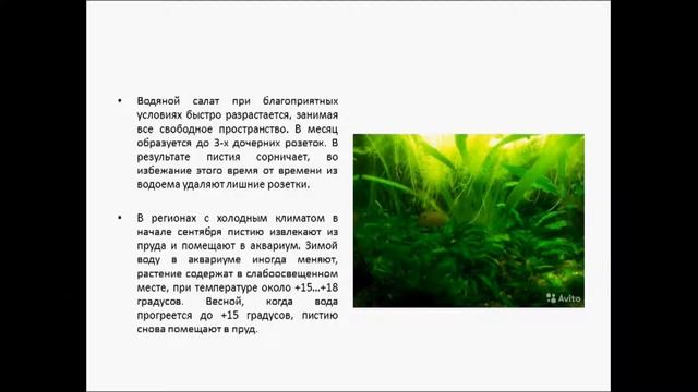 ВОДЯНОЙ САЛАТ смотреть онлайн