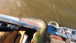 Сом в мае. Порыбачил в удовольствие, покормил лису!mp4