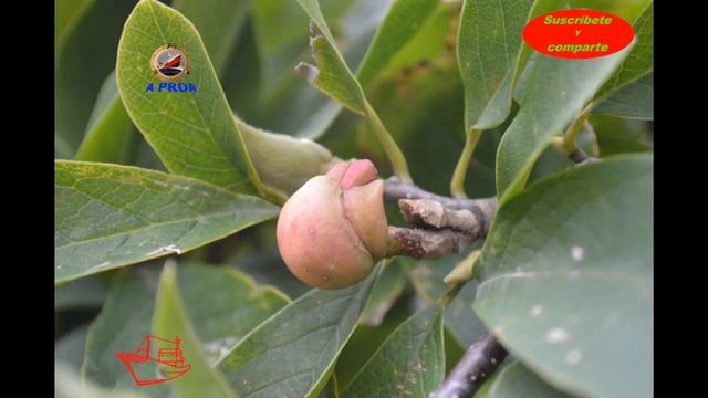 Magnolia lirio (Magnolia liliiflora) смотреть онлайн