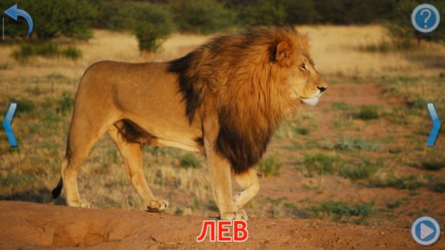 Учим дикие животные и их звуки. Экзотические виды. Обучающее видео для детей. смотреть онлайн