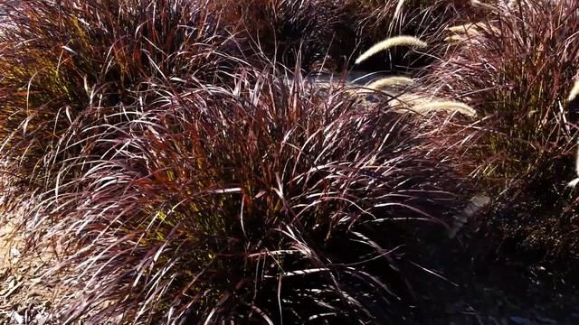 GRASS PURPLE FOUNTAIN - Pennisetum Setaceum HD 01