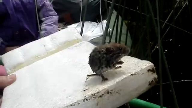 Сплав по Воре смотреть онлайн