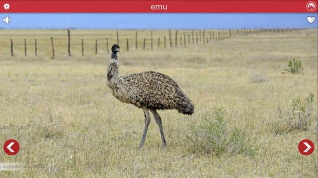 Real Animals Sound For Children To Learn | 100+ Animal Sounds For Kids