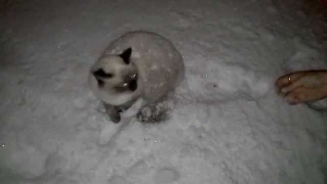 Сиамский кот боится снега смотреть онлайн