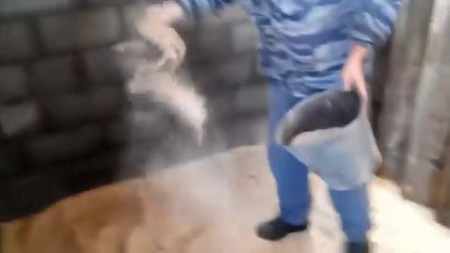 Бактерии для переработки свиного навоза Свиньи на опилках Опилочная подстилка смотреть онлайн
