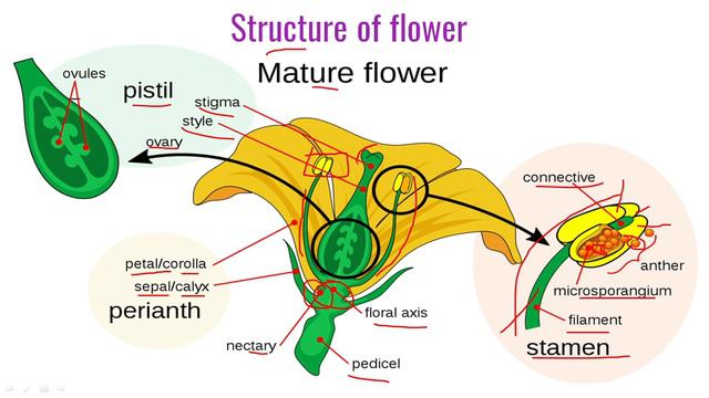 REPRODUCTION IN PLANTS |PART-5| SEXUAL REPRODUCTION,STRUCTURE OF FLOWER, UNISEXUAL & BISEXUAL FLOWE