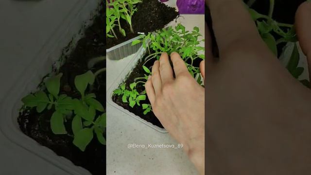 Частые дефекты и проблемы на рассаде. смотреть онлайн
