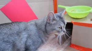 МЫ ОТКРЫЛИ МАКДОНАЛЬДС ДЛЯ КОТОВ У СЕБЯ ДОМА | ИЗ КАРТОНА И ПЛАСТИЛИНА