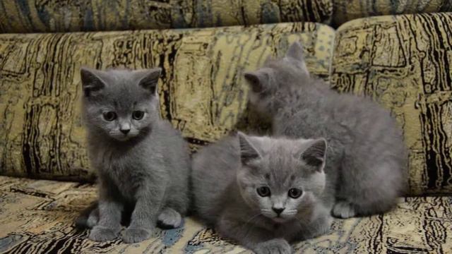 Скоттиш страйт (шотландские прямоухие котята) смотреть онлайн