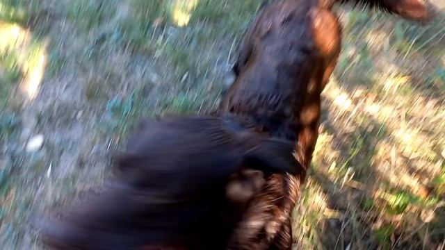 Какие игрушки любят собаки смотреть онлайн