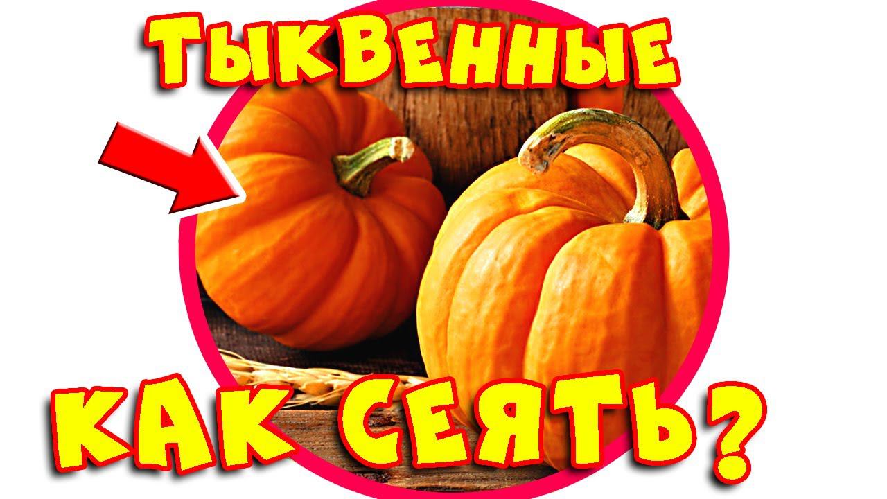 КАБАЧКИ и ТЫКВА: как посадить СЕМЕНАМИ в открытый грунт для быстрого роста